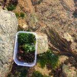 Atelier cuisine santé et naturo : Les algues et leurs vertus